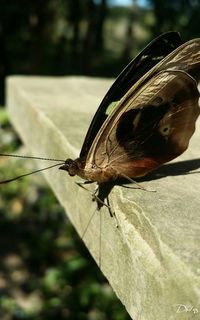 Close-up of butterfly perching on leaf