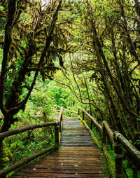 Wooden footbridge amidst trees in forest