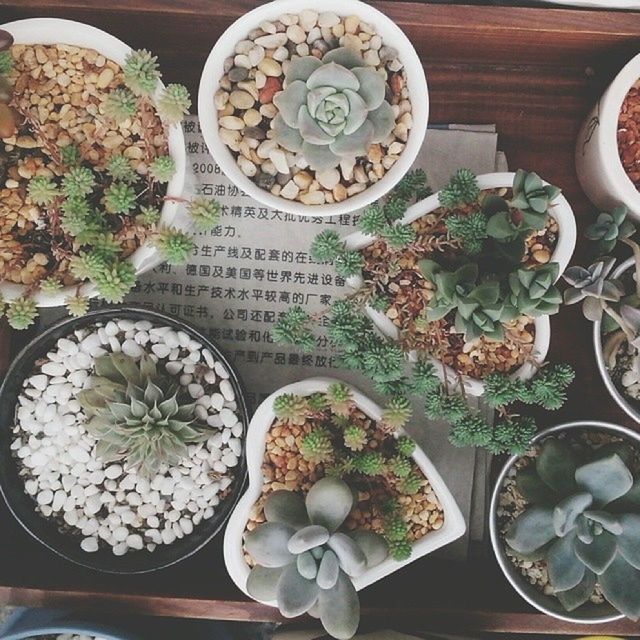 freshness, food and drink, indoors, high angle view, food, table, plate, bowl, directly above, still life, flower, leaf, potted plant, healthy eating, plant, no people, variation, ready-to-eat, day, container