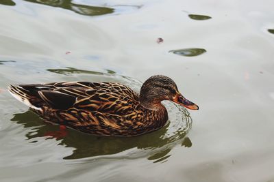 Close-up of mallard duck swimming in lake