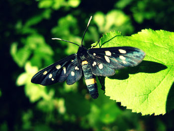 Close-up of insect on leaf