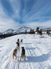 Rear view of dogs pulling sled on snow covered landscape