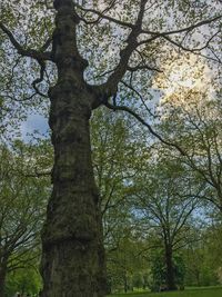 Low angle view of trees