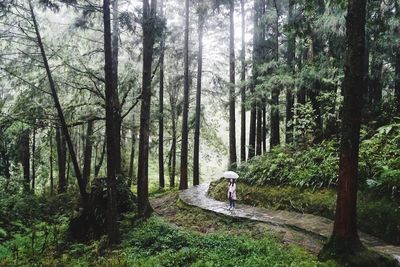 Footpath amidst trees in forest