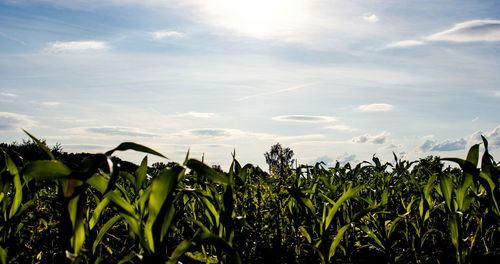 Plants growing on field against sky