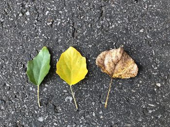 High angle view of wet leaves during autumn