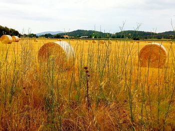 Scenic view of field against sky