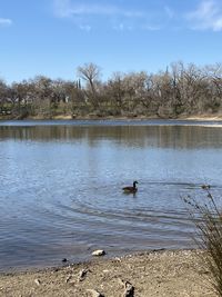 View of ducks swimming in lake