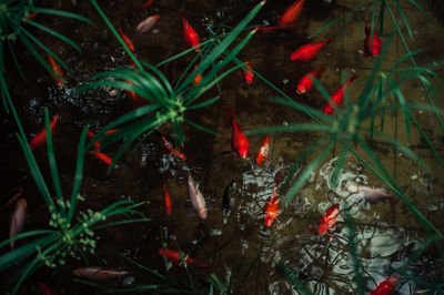 High angle view of fish swimming in water