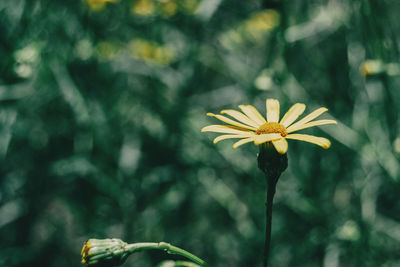 Close-up of yellow flowering plant