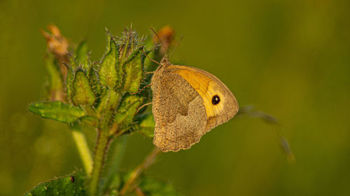 British butterfly gatekeeper hedge brown on wild flower orange black red low close up nature texture