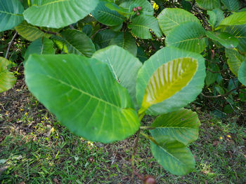 High angle view of leaves on field