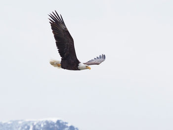 Low angle view of eagle flying against clear sky