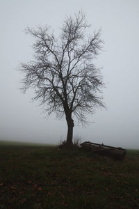 Bare tree on field against sky