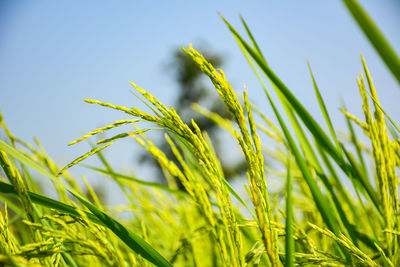 Close-up of crops growing on field against sky