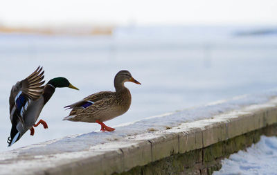 Side view of mallard ducks on retaining wall