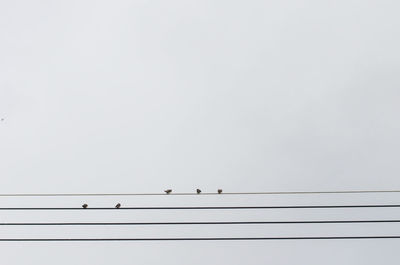 Low angle view of birds perching on cable against sky