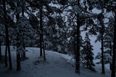 Trees on snow covered land