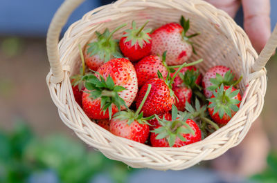 Close-up of hand holding strawberries in basket