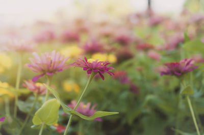 Close-up of pink flowering plant