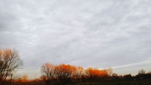 Low angle view of bare trees against sky