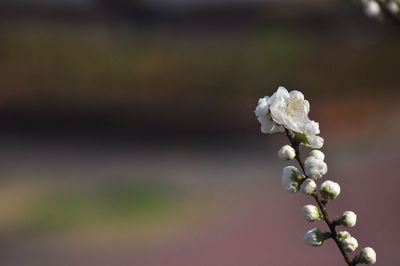 Close-up of white flowering plant