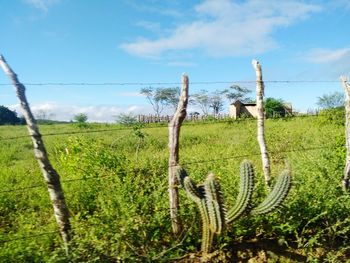 Scenic view of agricultural field against sky