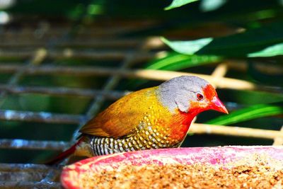 Close-up of a bird