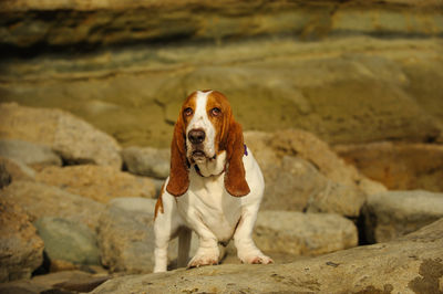 Basset hound dog standing on rock