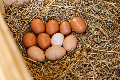 Chicken eggs lying on hay. high angle view.