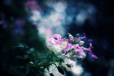 Close-up of pink flowering plant