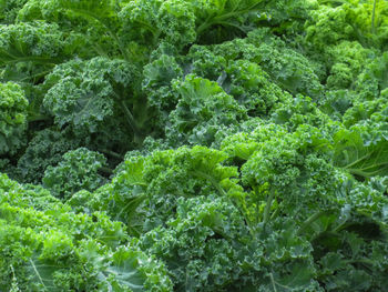 Full frame shot of fresh green kale