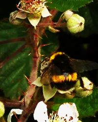 Close-up of bee on flower