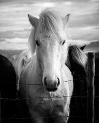 Close-up of horse in ranch