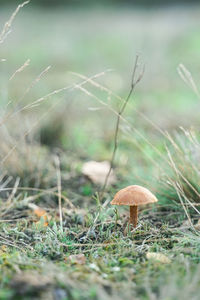 Close-up of mushroom growing on field