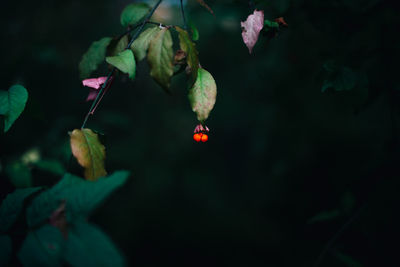 Close-up of insect on red flowering plant