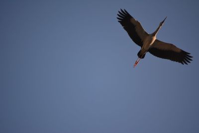 Low angle view of seagull flying against sky