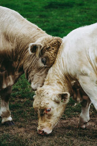 Close-up of cow on field