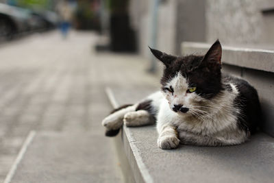 Cat sitting on footpath