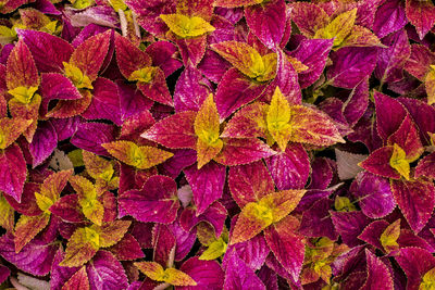 Full frame shot of autumnal leaves