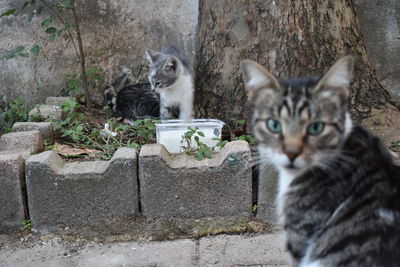 Portrait of a cat against wall