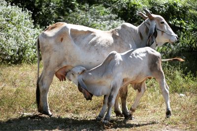 Cows on field