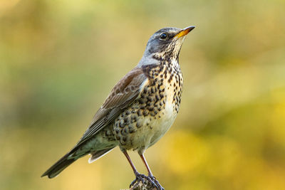 Close-up of bird perching on branch