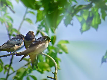 Bird perching on a branch