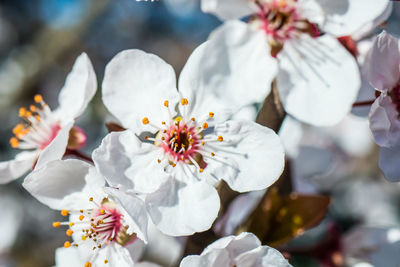 Close-up of white cherry blossoms