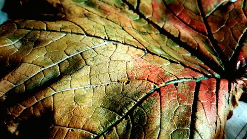 Full frame shot of tree stump