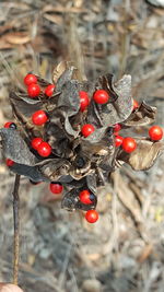 Close-up of red berries growing on tree