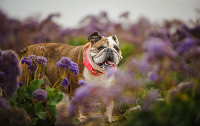 English bulldog on a field