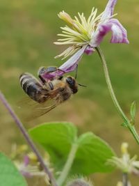 Close-up of bee pollinating on flower