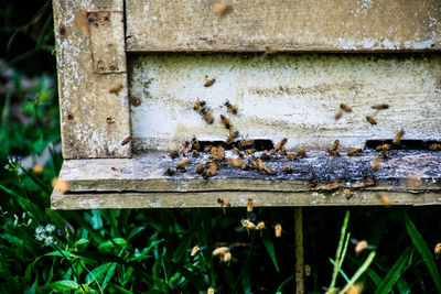 Close-up of bee on wood